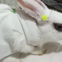 خرگوش خونگی بامزه لوپ جفت