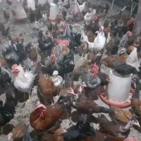 فروش انواع خروس در نژادهای مختلف