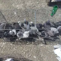 کبوتر سربری