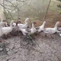 غاز محلی گوشتی و سنگین وزن