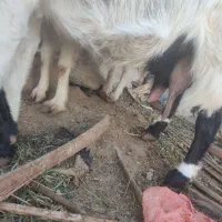 بز مالداری|حیوانات مزرعه|سراوان, |دیوار