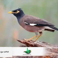 مینا جوجه نر دستی رام