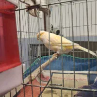 قناری ماده ردفاکتور|پرنده|رشت, شهرک آیت الله منتظری|دیوار