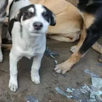 واگذاری رایگان دو عدد توله ماده ۴ ماهه|سگ|رودسر, |دیوار