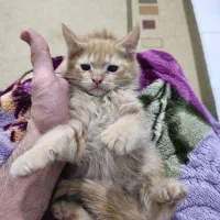 واگذاری رایگان بچه گربه|گربه|رباط‌کریم, رباط‌کریم|دیوار