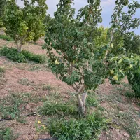 جنگل میوه ۷۵۰ متری تیکه ای از بهشت|فروش دفتر صنعتی، کشاورزی، تجاری|کرج, گلشهر|دیوار