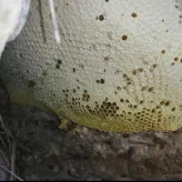 عسل زنبور وحشی کوهستان.عسل موشکورک|خوردنی و آشامیدنی|شیراز, شهرک گلستان شمالی|دیوار