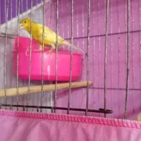 یه جفت قناری