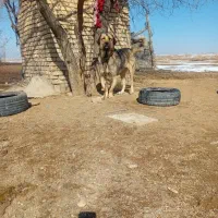 توله دو ساله نر