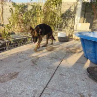 ژرمن ماده اصیل|سگ|رباطکریم, حصار مهتر|دیوار