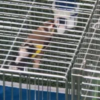 سهره ماده دو ساله داغسر مست مست