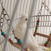 عروس هلندی نر