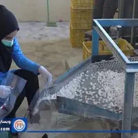 جذب نیرو فوری