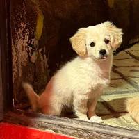 سگ اشپیتز|سگ|کاشان, فاز ۲ ناجی آباد|دیوار