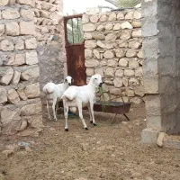 قوچ چاق درجه یک|حیوانات مزرعه|کوخرد هرنگ, |دیوار