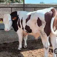 خرید فروش گاو گوساله سنگین قصابی