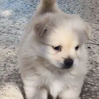 واگذار پامرین