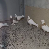 طوقی و زاغ|پرنده|شهرکرد, |دیوار