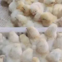 جوجه برهما لایت فول