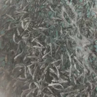فروش بچه ماهی قزل آلا
