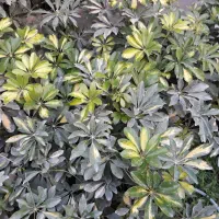 گلهای اپارتمانی