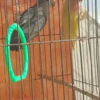 طوطی کوتوله