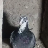 تعدادی کبوتر در سیرجان|پرنده|شهر بابک, |دیوار