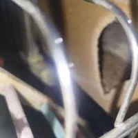 فروش طوطی عروس|پرنده|قائمشهر, |دیوار