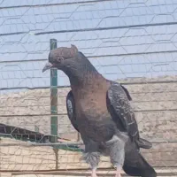 گم شده|حیوانات|کوهدشت, |دیوار