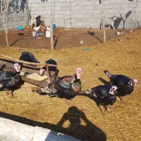 فروش تعداد بوقلمون نر و ماده