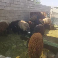 بره قوچ فروشی