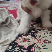 توله سگ شیتیزو