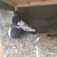 دو جفت سینه ای یک جفت پلاس|پرنده|قنوات, |دیوار