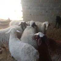 میش چاق|حیوانات مزرعه|یزد, |دیوار