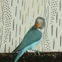 طوطی کوتوله