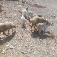 بز کهر غوچ میش