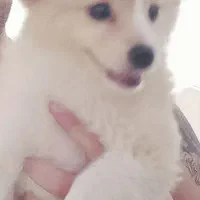 pamer دوس داشتنی|سگ|شاهین‌شهر, عطار|دیوار