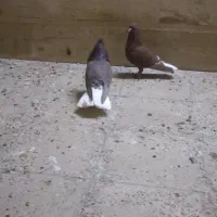 دم سفیدشیش دنگ|پرنده|قم, باسکول|دیوار