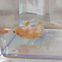 فایتر پلاکت ماده