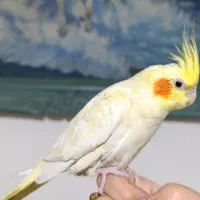 عروس هلندی چشم شرابی