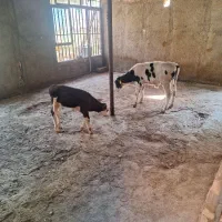 گوساله ماده سیمینتال|حیوانات مزرعه|پاکدشت, پاکدشت (مامازند)|دیوار