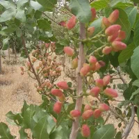 باغ به مساحت ۱۴۰۰ متر|فروش زمین و ملک کلنگی|گلمکان, |دیوار