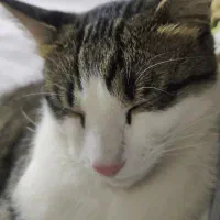 واگذاری گربه DSH 8 ماهه|گربه|تهران, نیروی هوایی (پیروزی)|دیوار