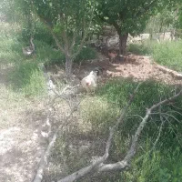 قوغاز به قیمت