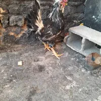 خروس گلین و مرغ لاری|حیوانات مزرعه|شیراز, کوشک میدان|دیوار