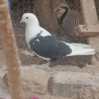 کفتر
