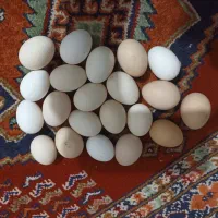 تخم مرغ برهما و محلی