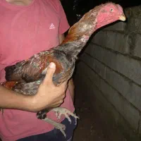 خروس لاری تاج مهر