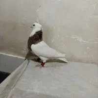 کفتر طوقی|پرنده|اصفهان, عاشق‌آباد|دیوار