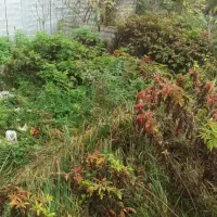 زمین متراژ ۱۶۰ مسکونی فروش فوری|فروش زمین و ملک کلنگی|رشت, گیل|دیوار